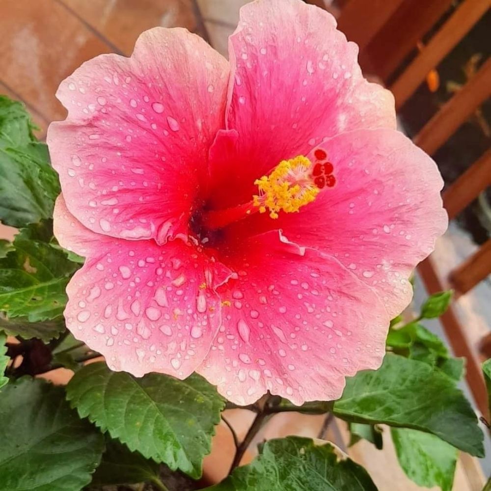Kellsey 🌺