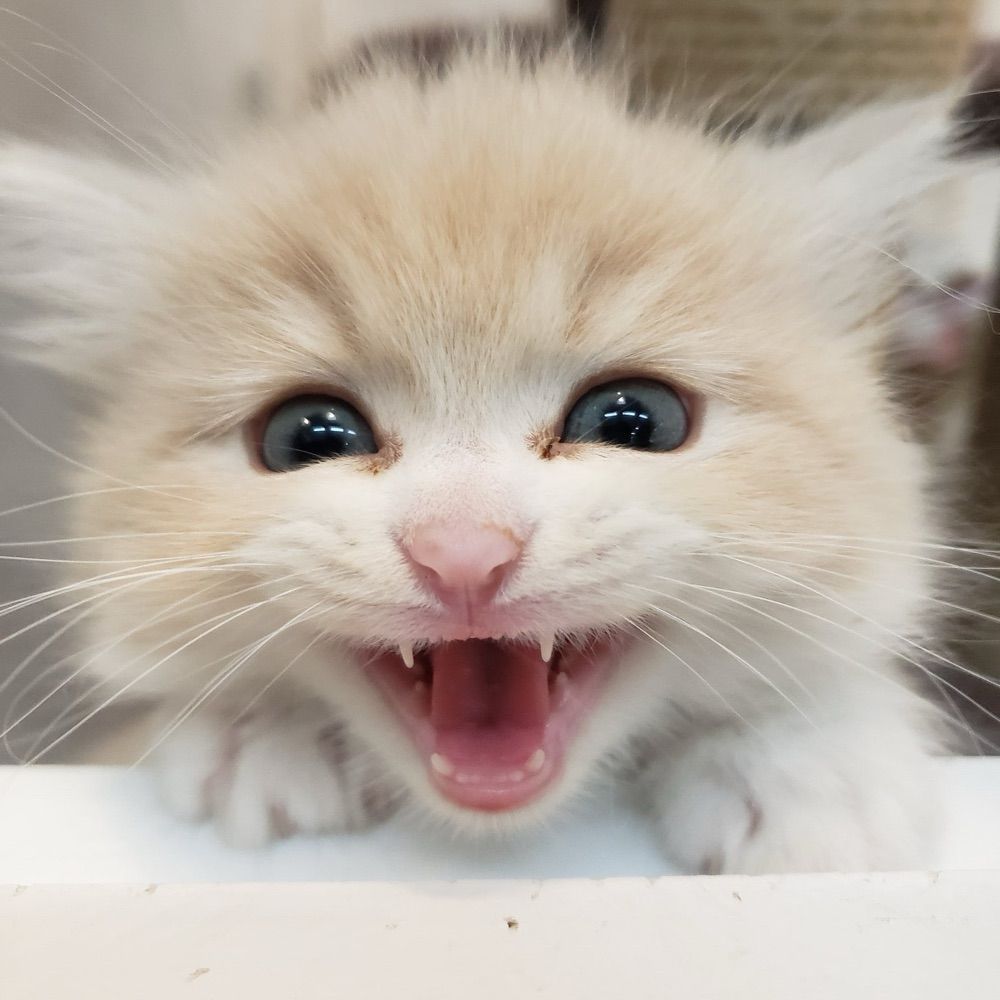 かねこ