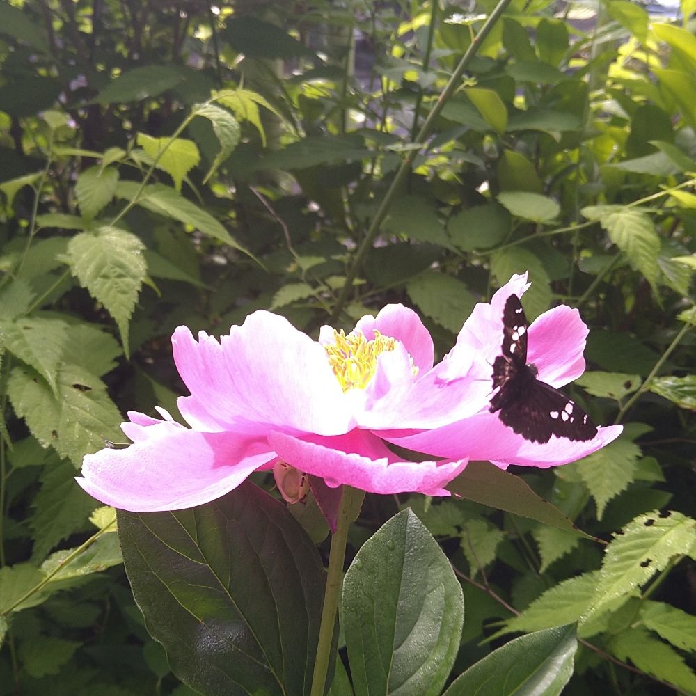 rusaneko.bsky.social