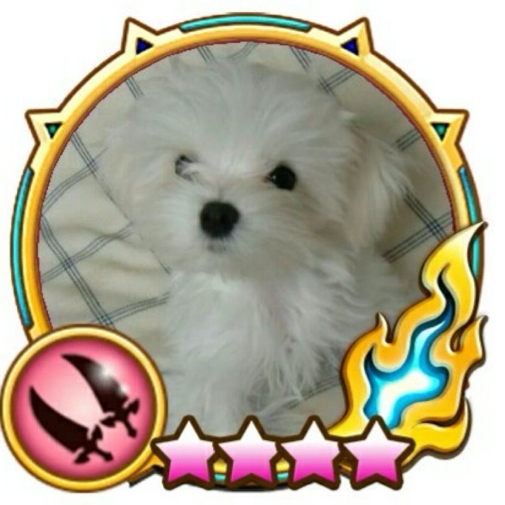 (･×･) チャアルト🍁🐶🐾
