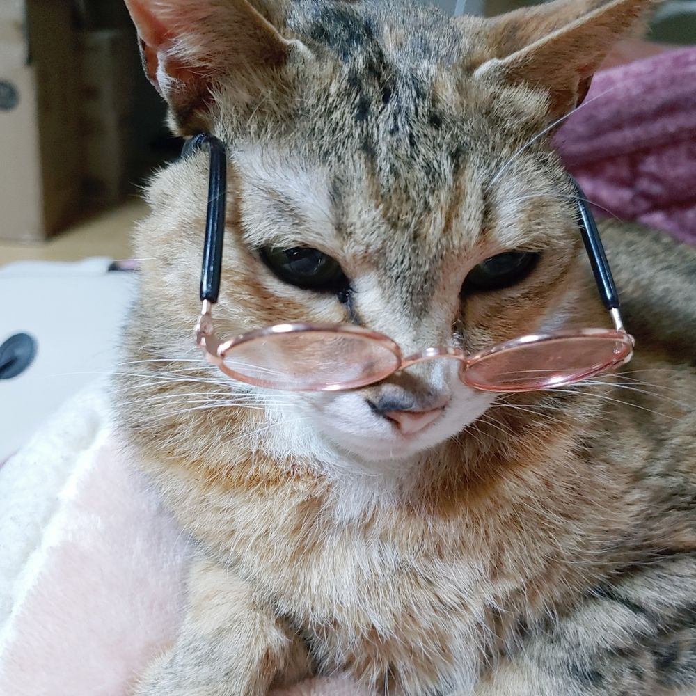 욤챱