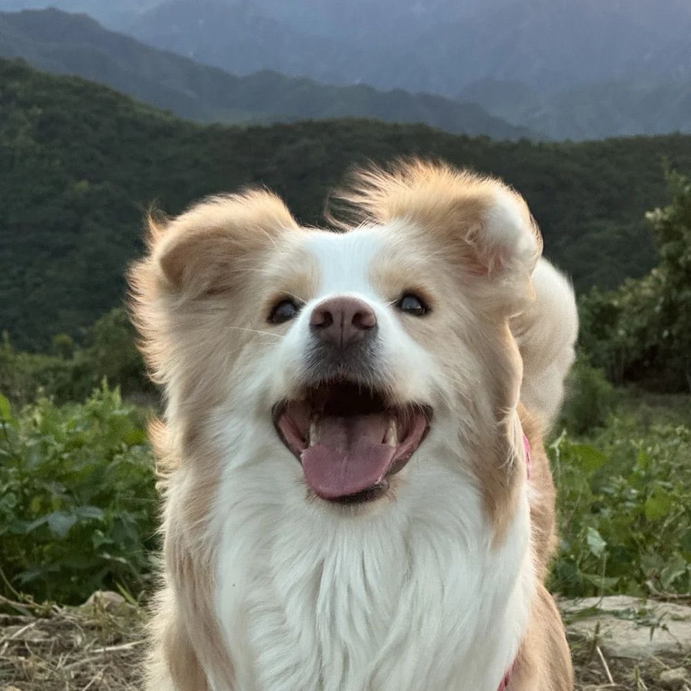 我不是呆比