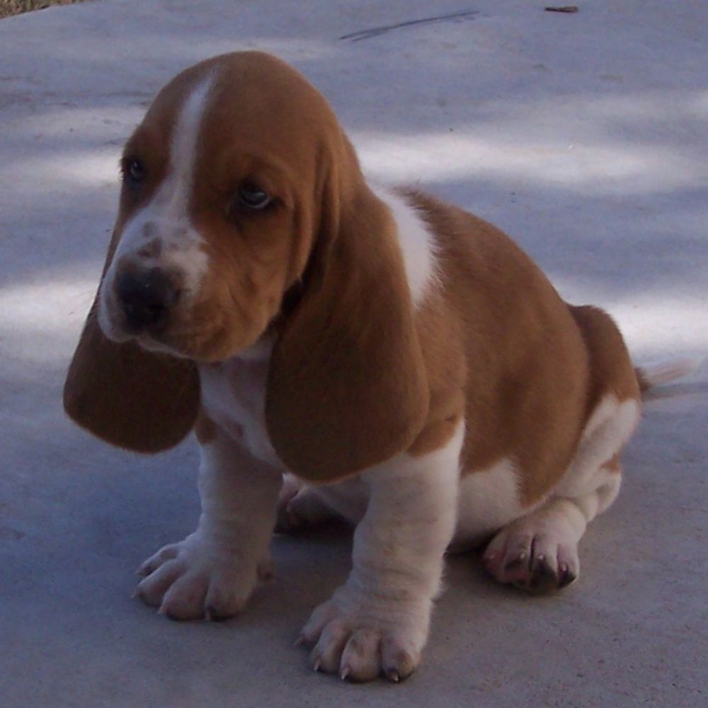 Cerberus's Little Brother 