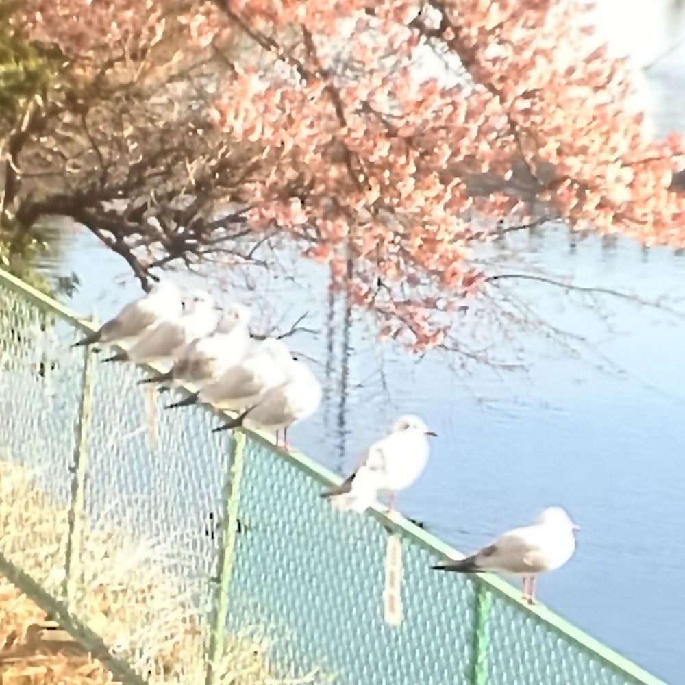 たか