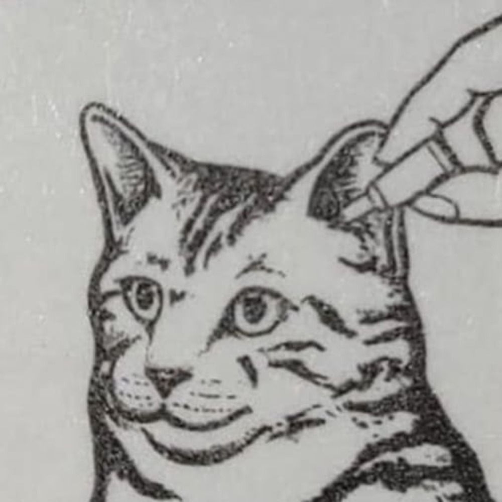 catisforcatthew 