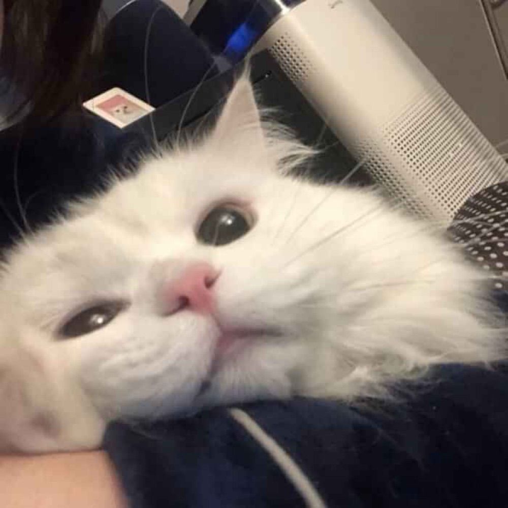fefê