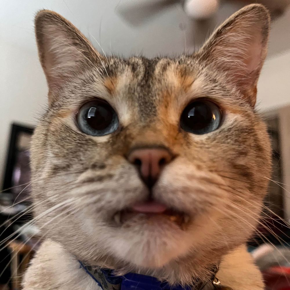 Cai