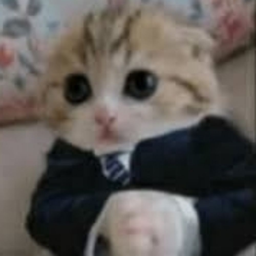 gatinhodepaleto 