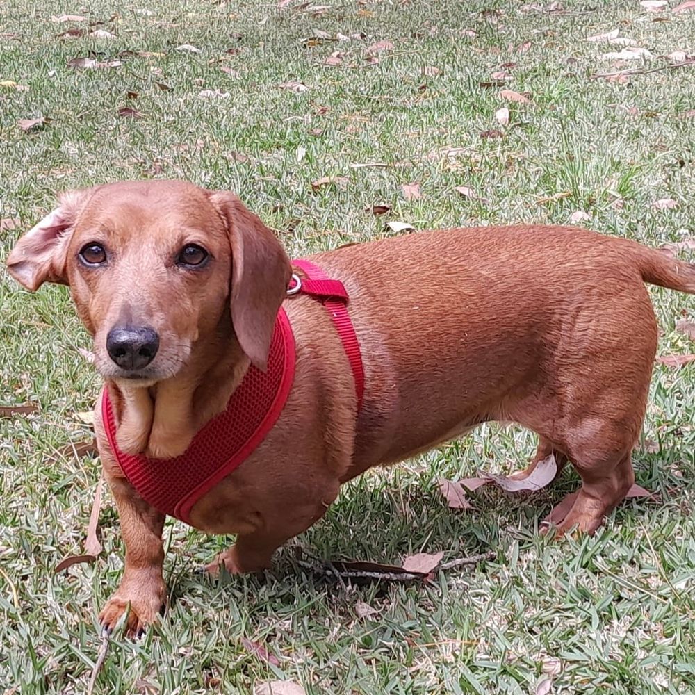 Snooty McSausages