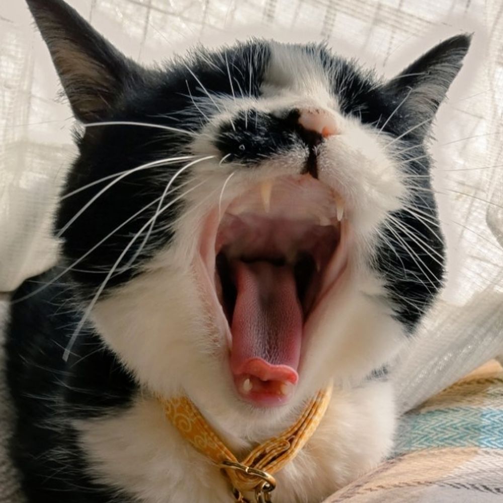 和み猫茶