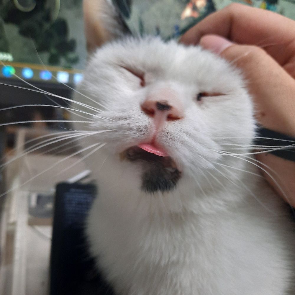 楊麵包