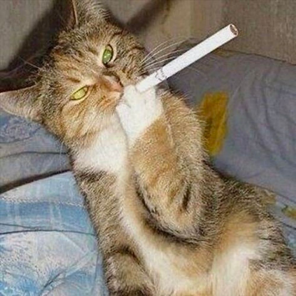 Ju