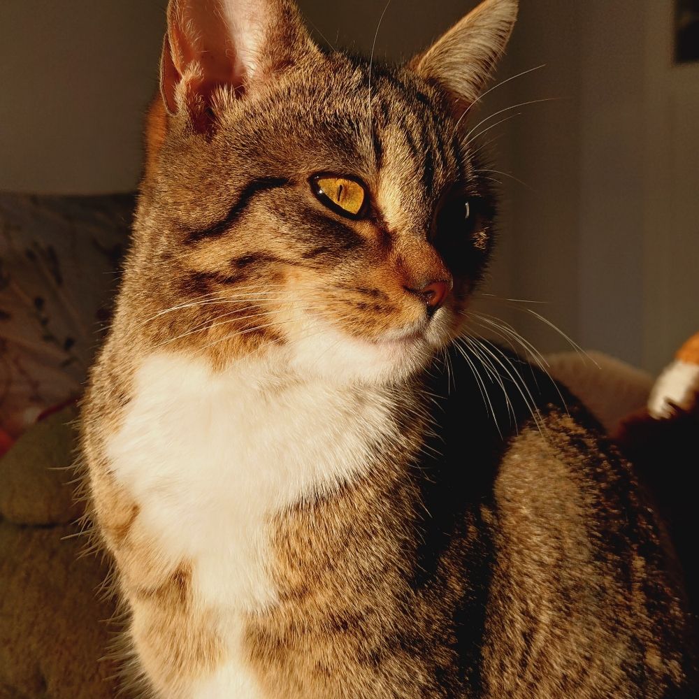 Cats living their cat life