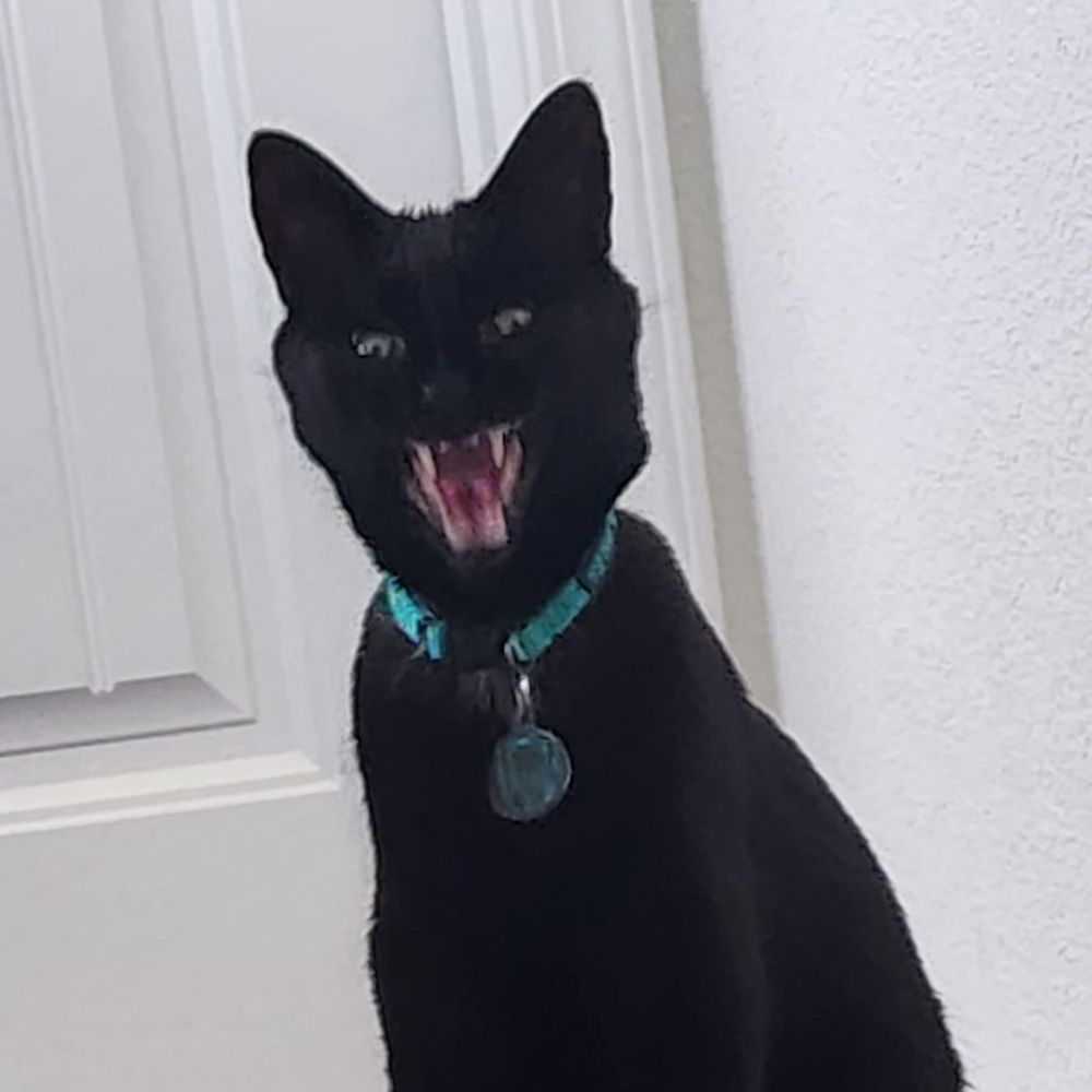 mamorumeowno