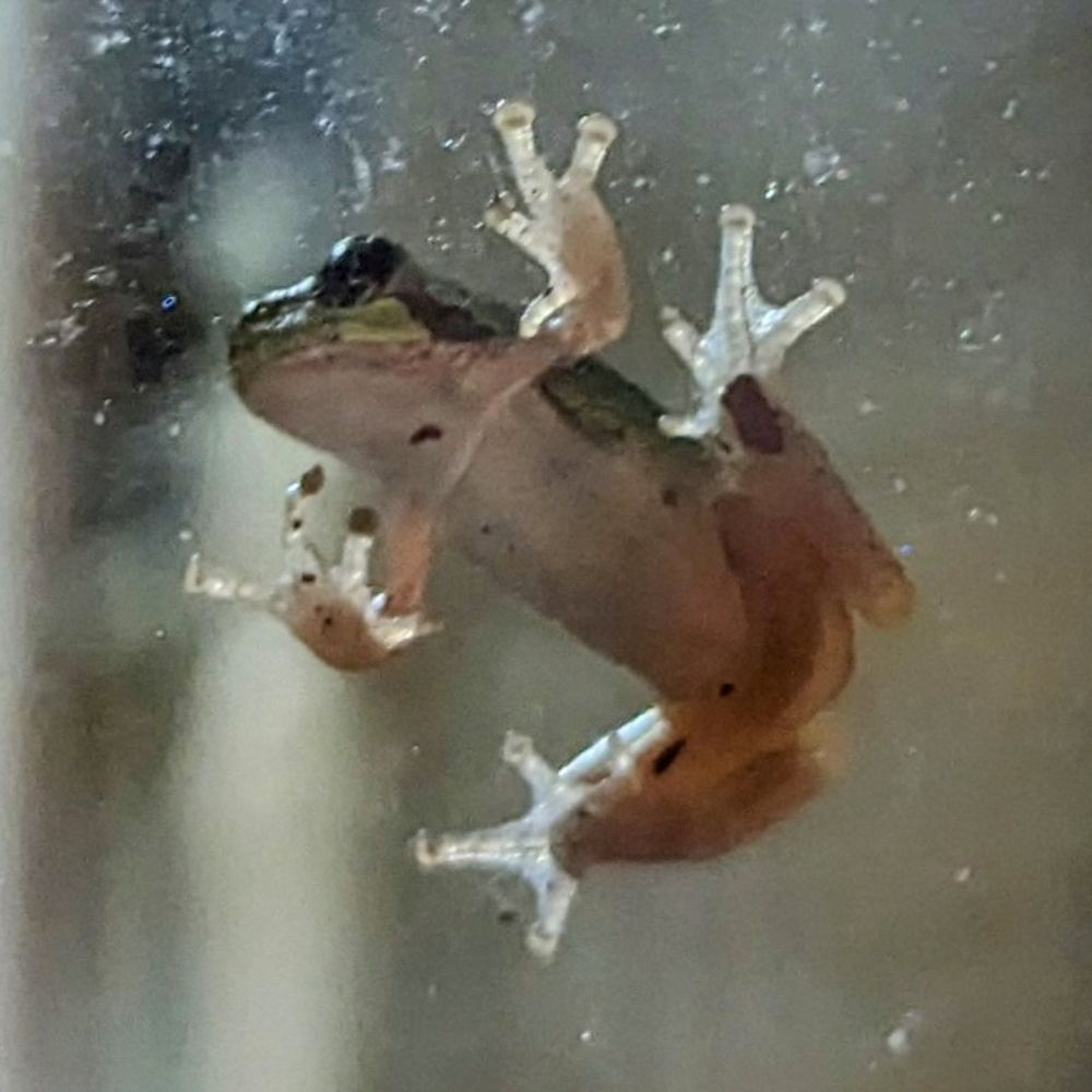 Frog On Door
