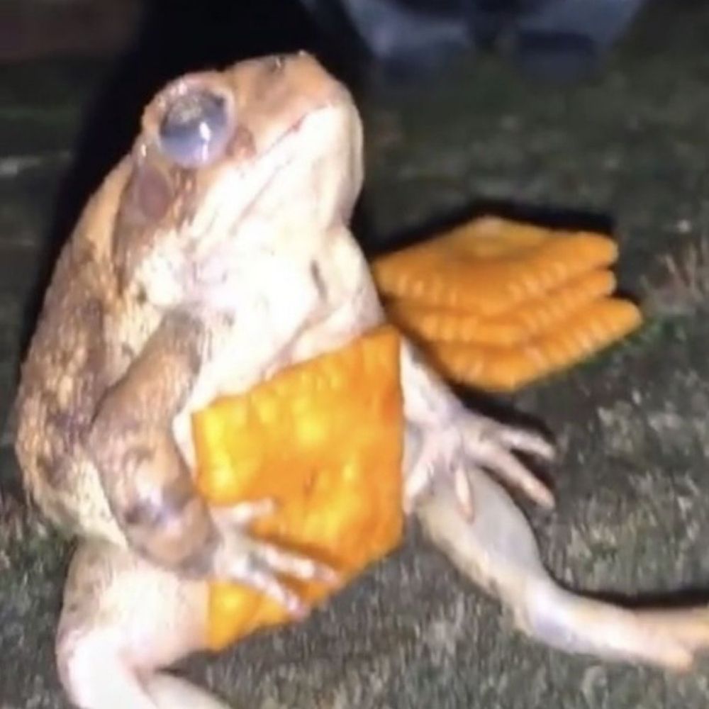sapo Pedro Neri bolacha 2 sabores militantezinho