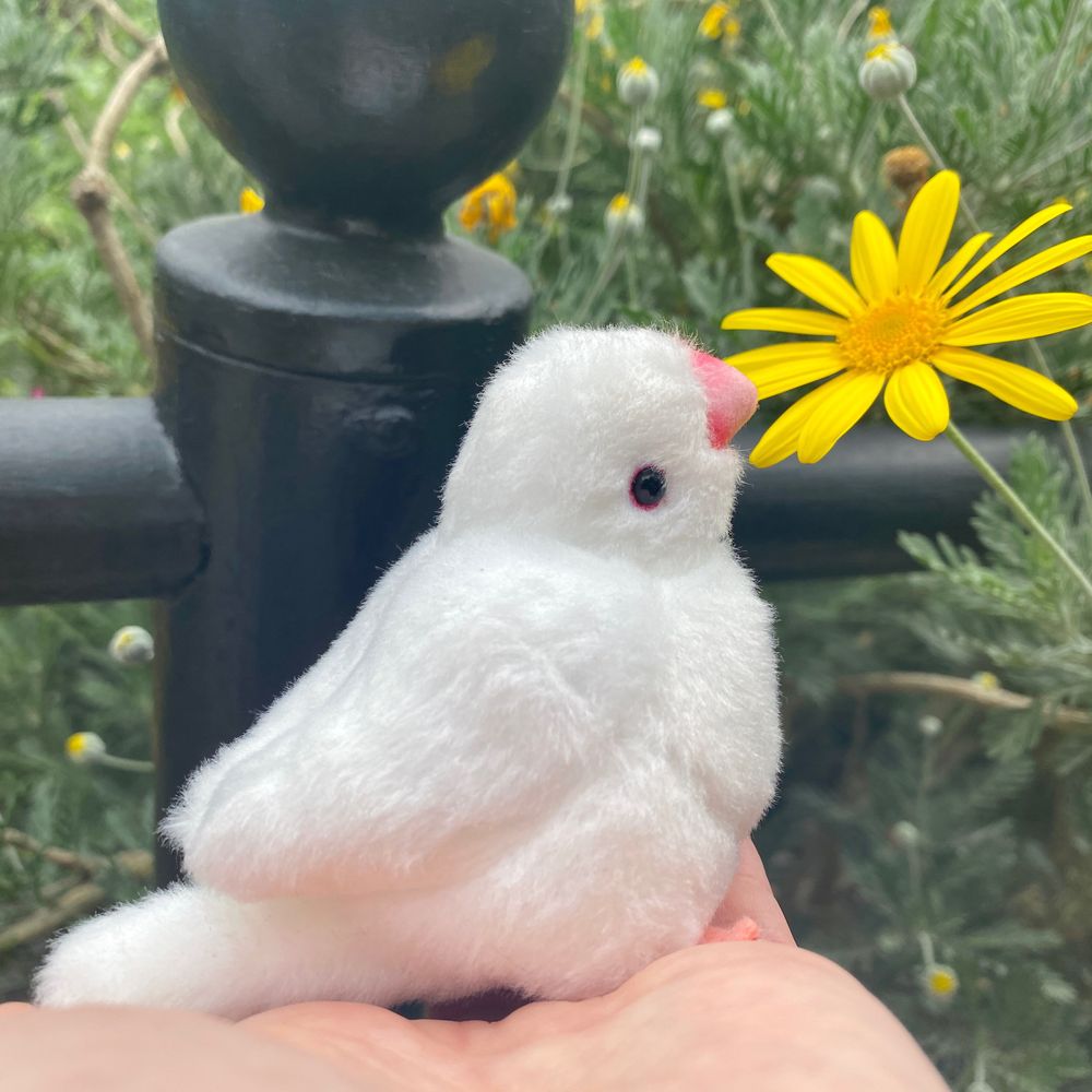 ぴぴぴ