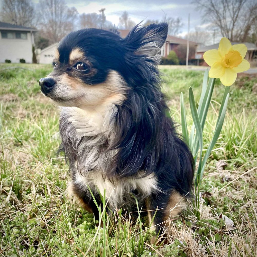 Chihuahua Lovers