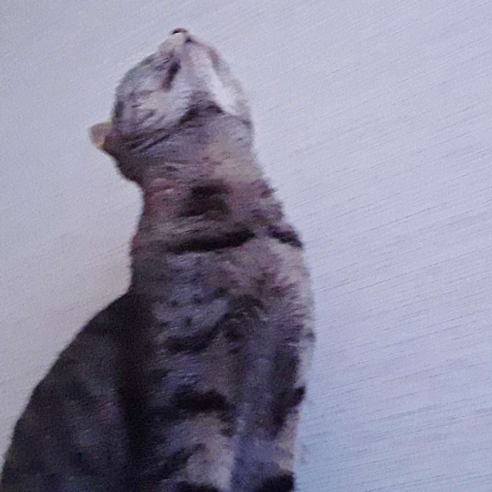 ねこすけ