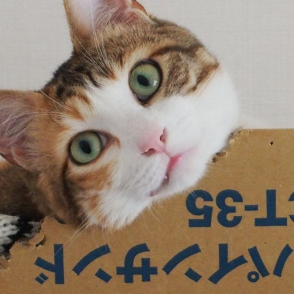 よののみ(仮)