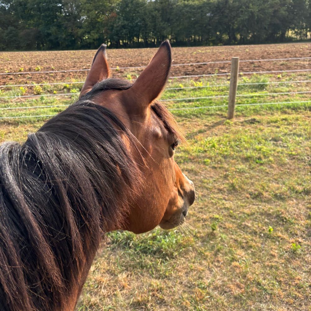 OTTB Mare