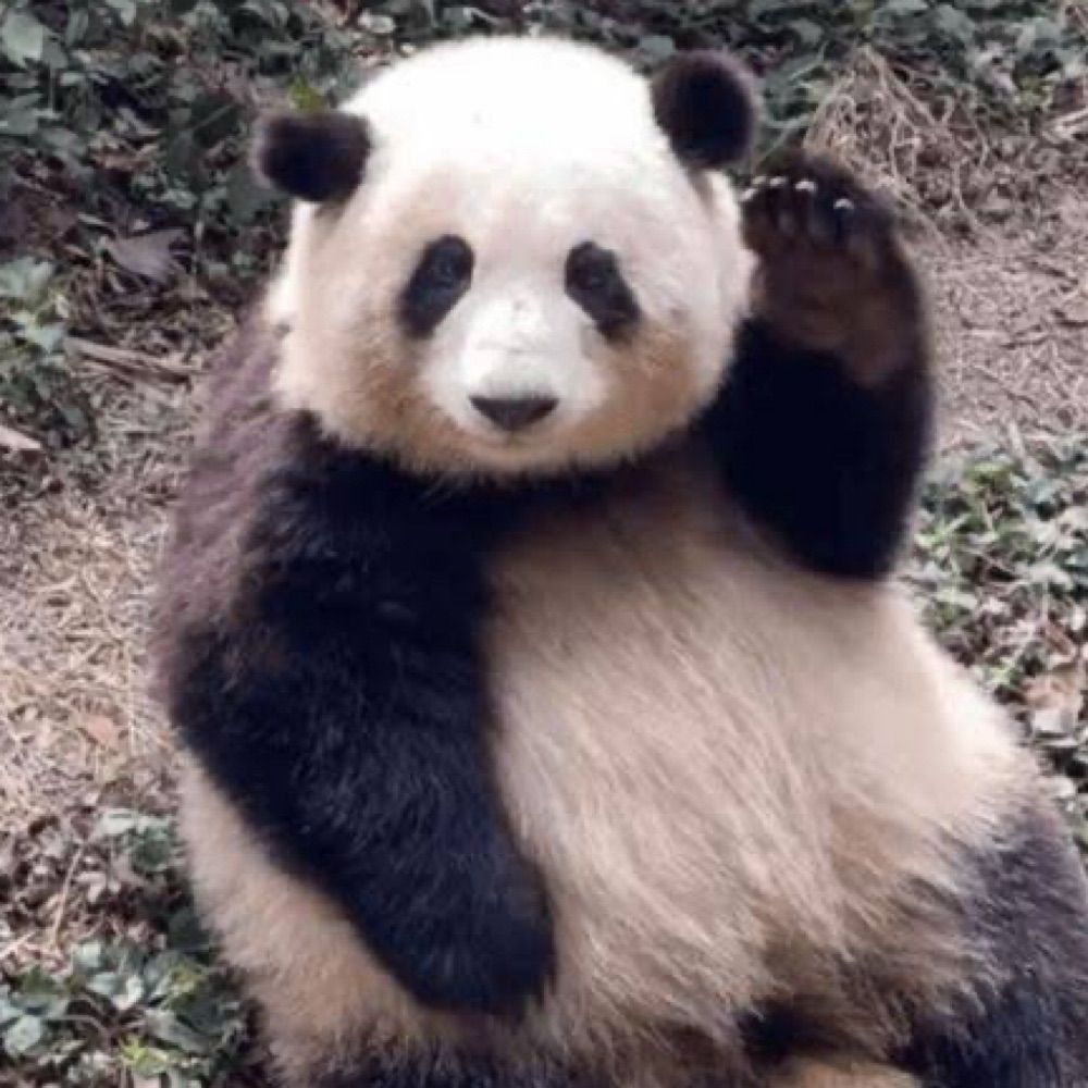 サトウ🐼🐾