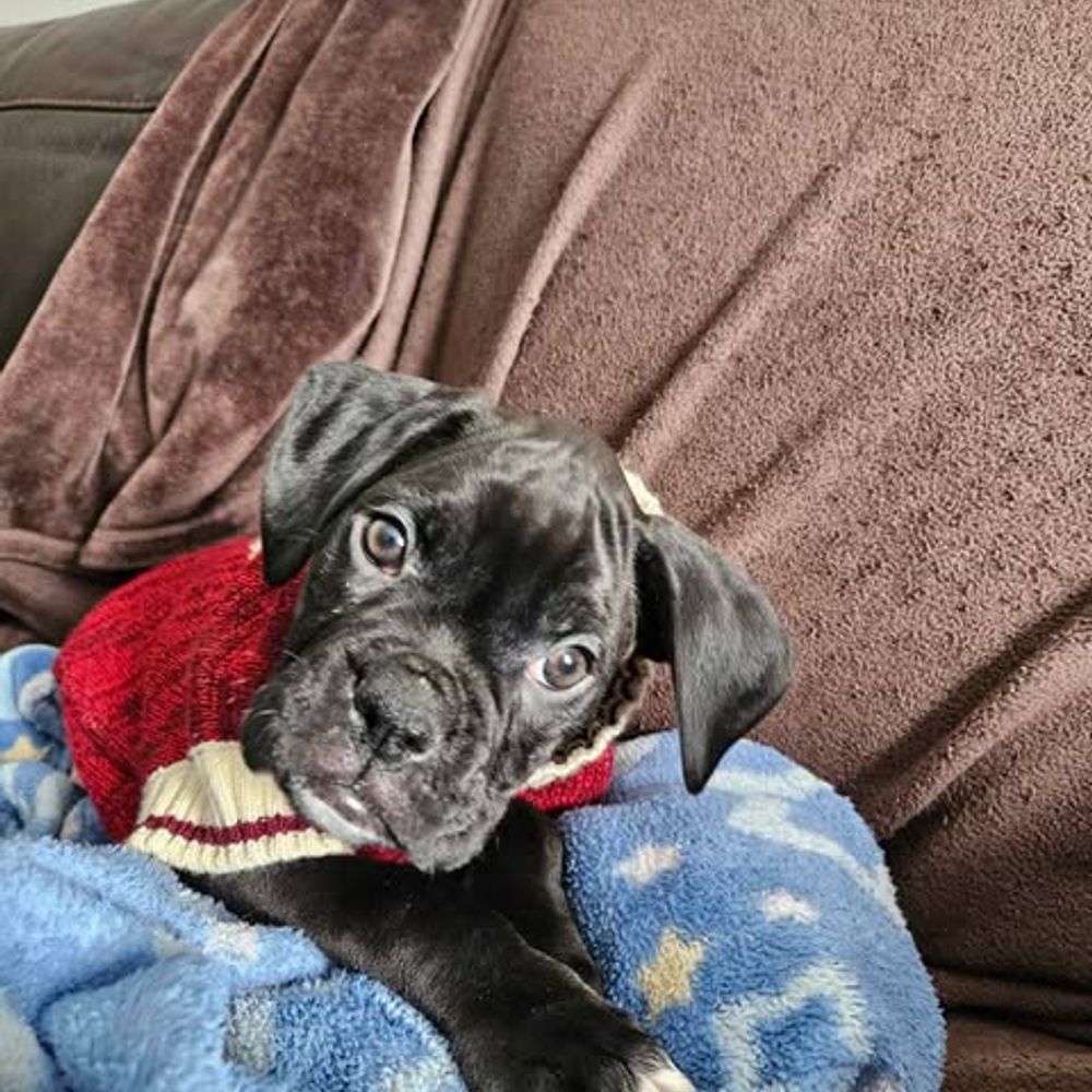 Brill The Boxer