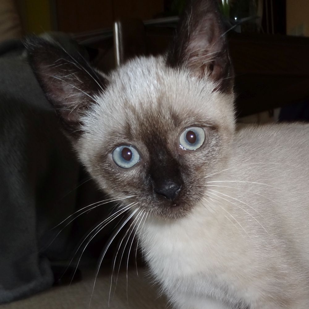 NekoHR