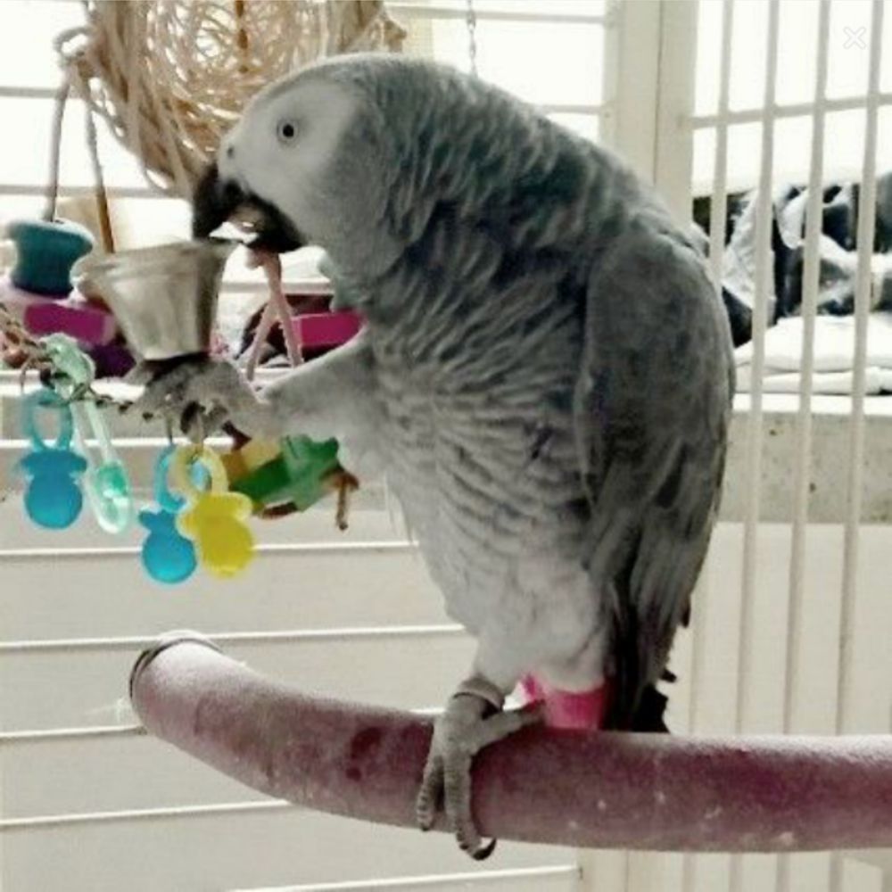 鳥茄