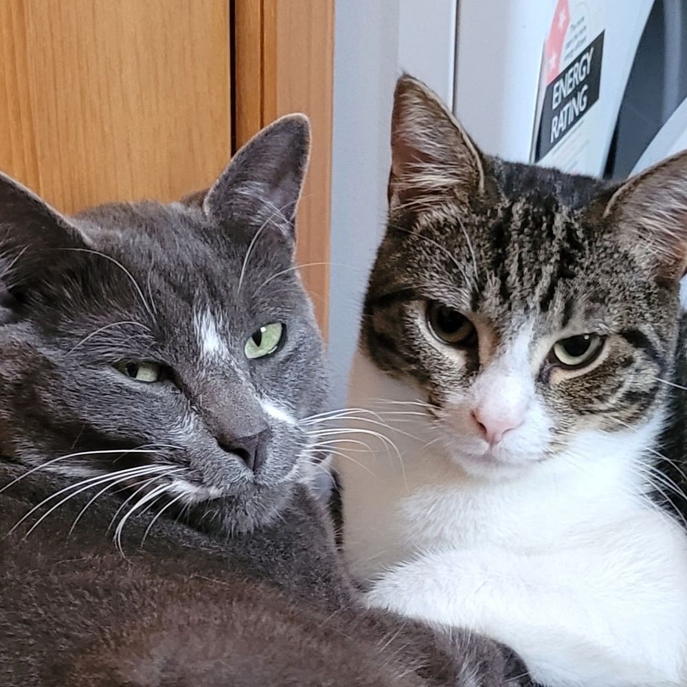Atticus & Gilbert 