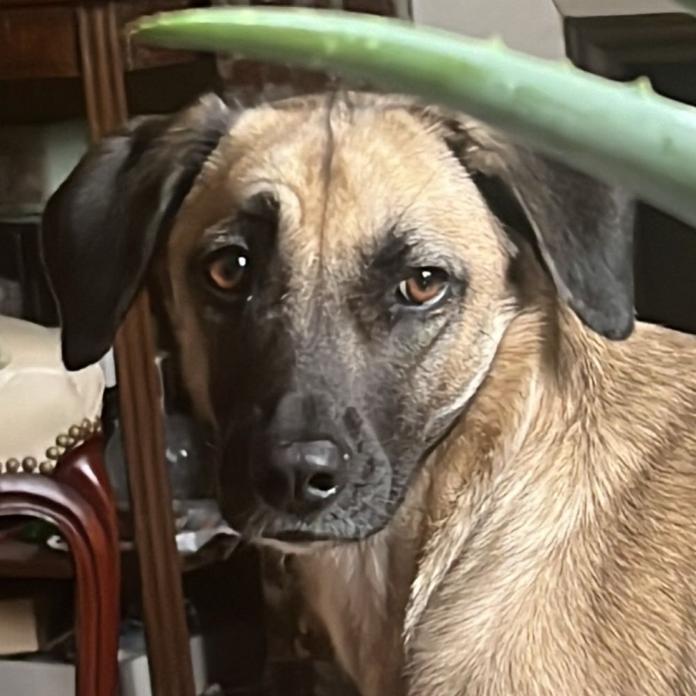 Ari.