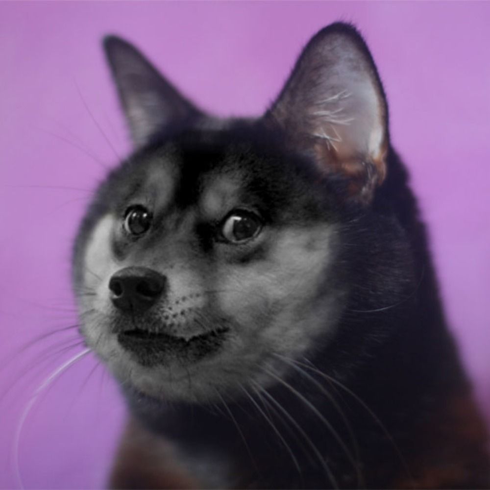 Meowski Catovitch's avatar