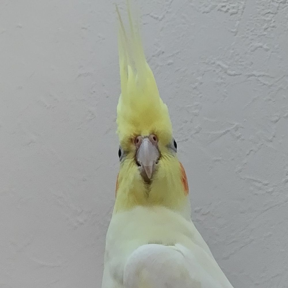 ホッピー