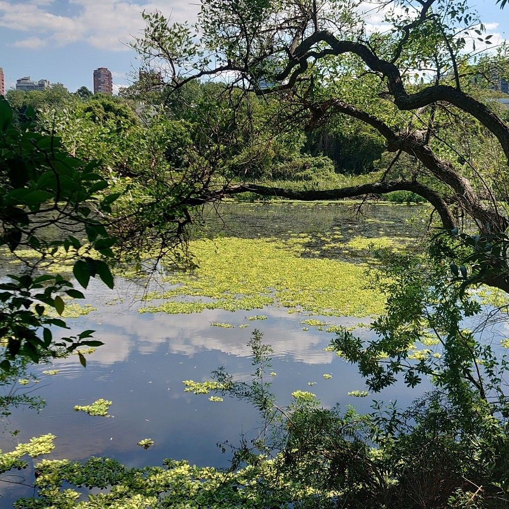 Comisión de Responsabilidad Civil por Daño Ambiental 