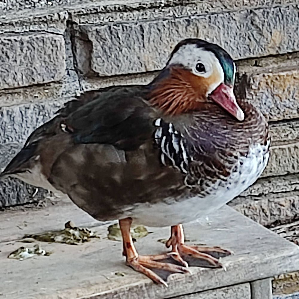 がーや