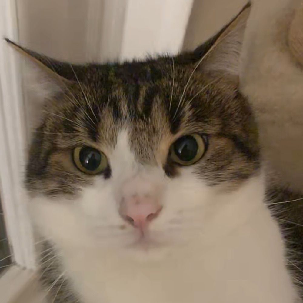 HaxX