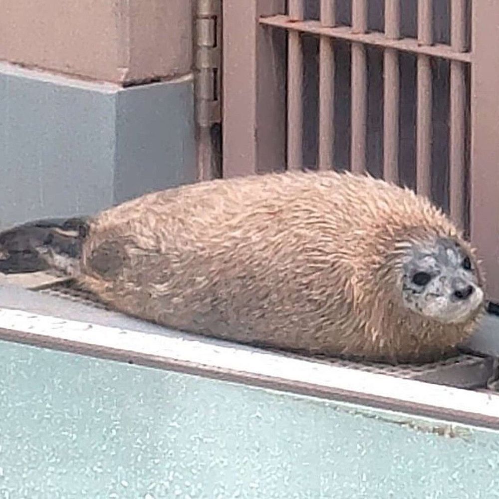 えびフライ
