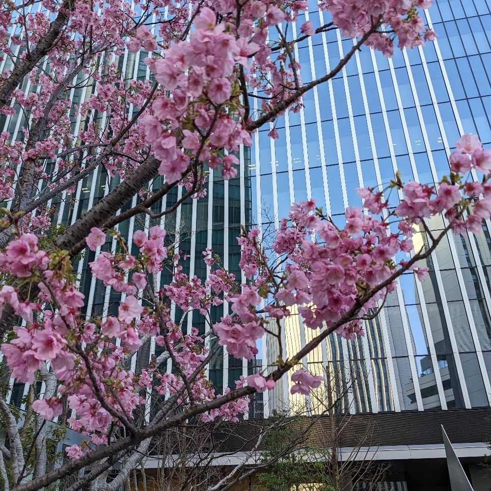 桜弓