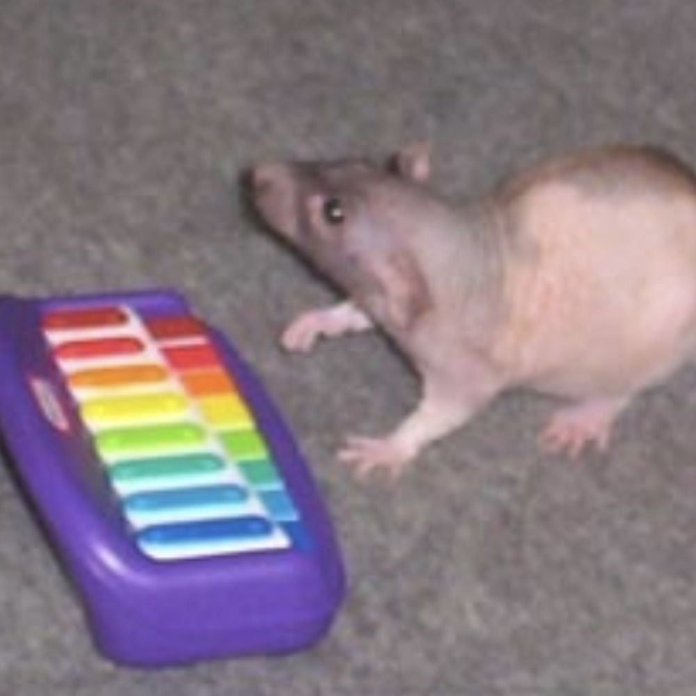 🎹🐁🎶