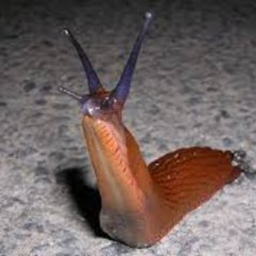 TheFlyingSlug