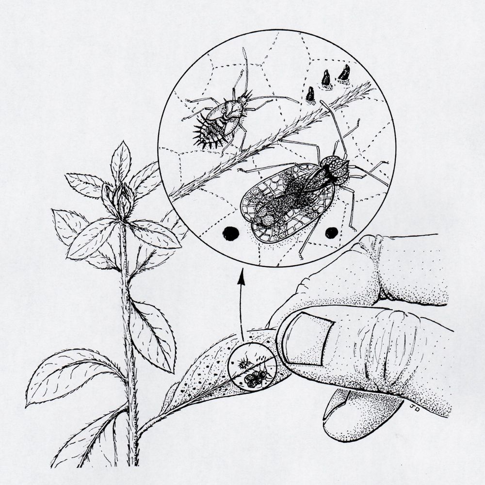 UMD Entomology
