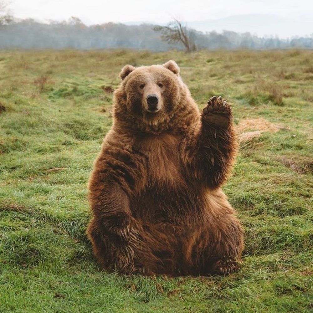 LustrousBear