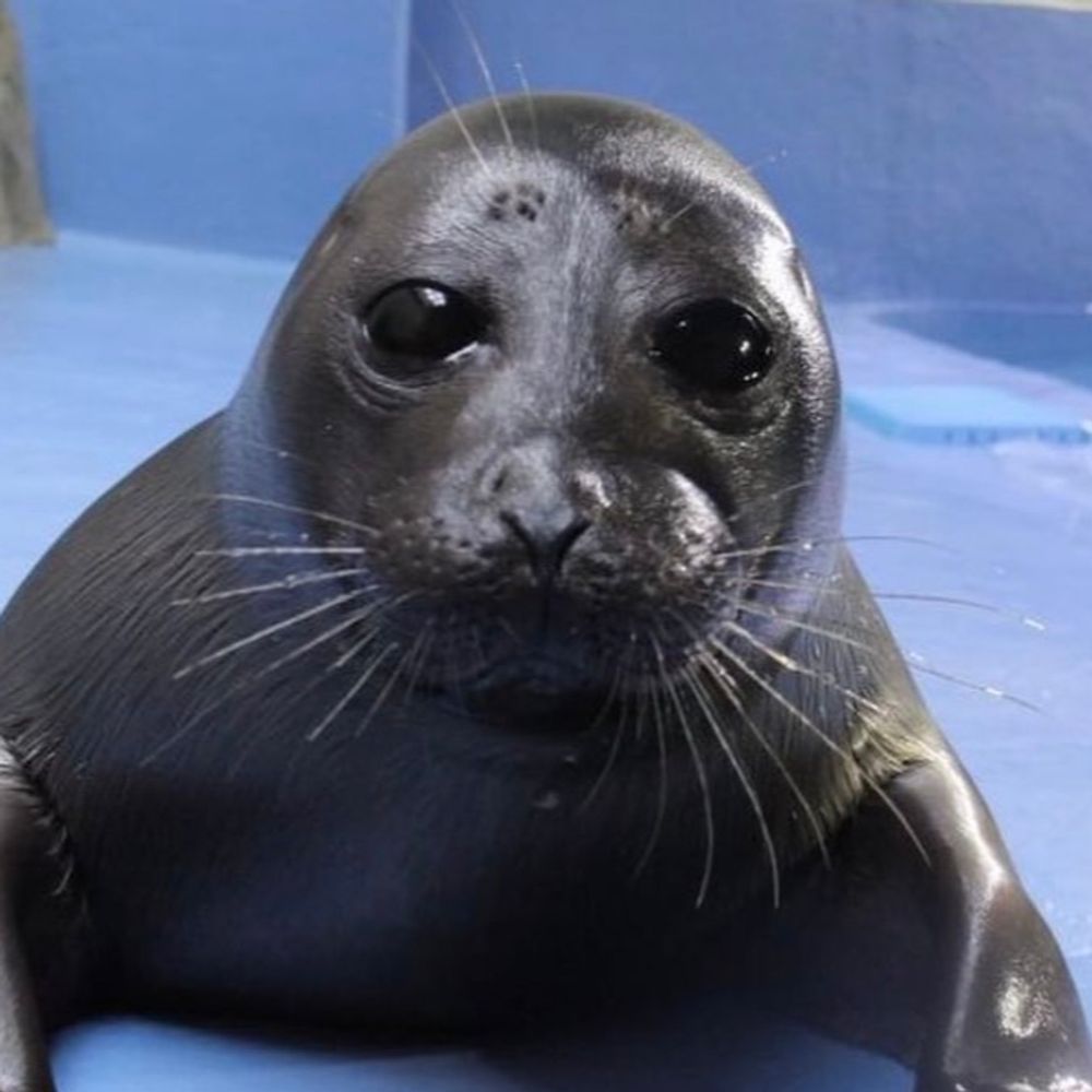 Seal enjoyer