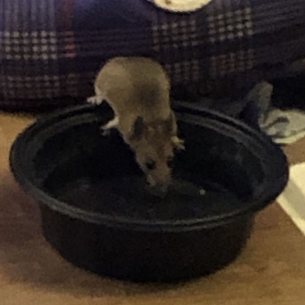Lethal Rat