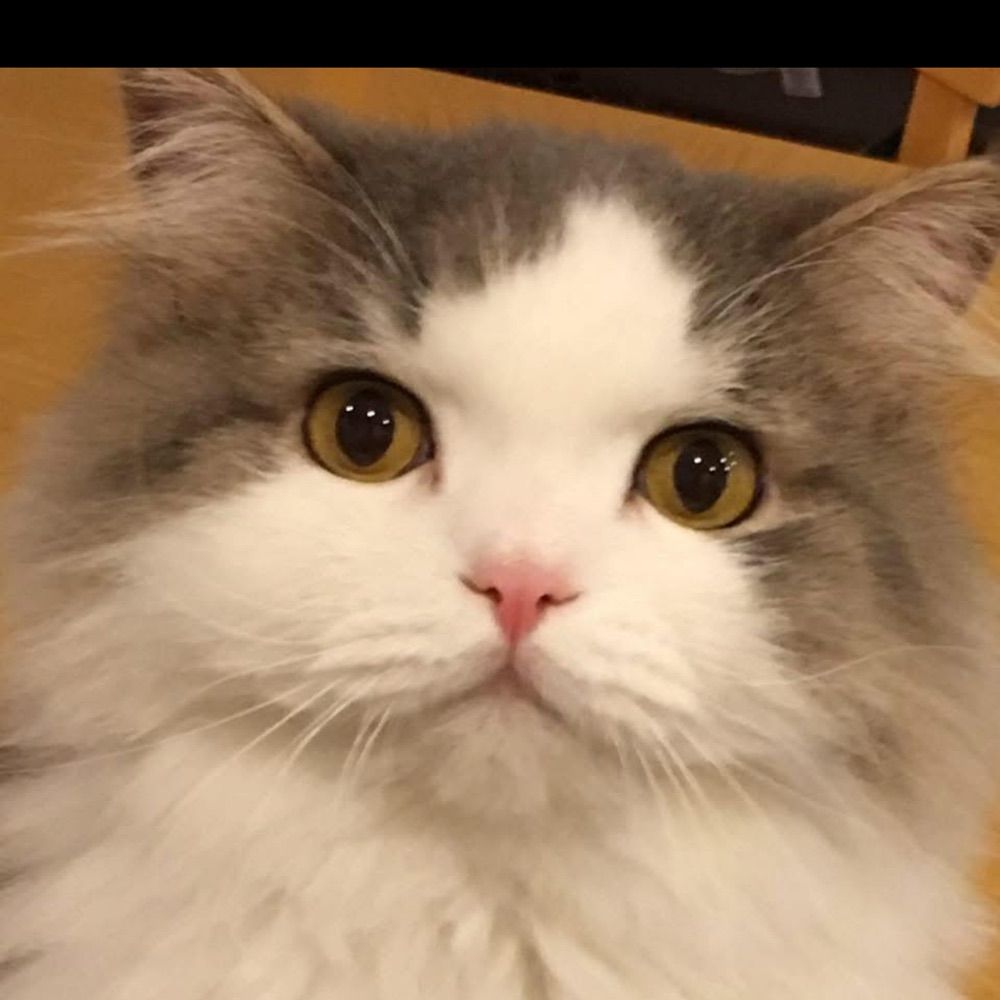 PeefTheFluffmuffin