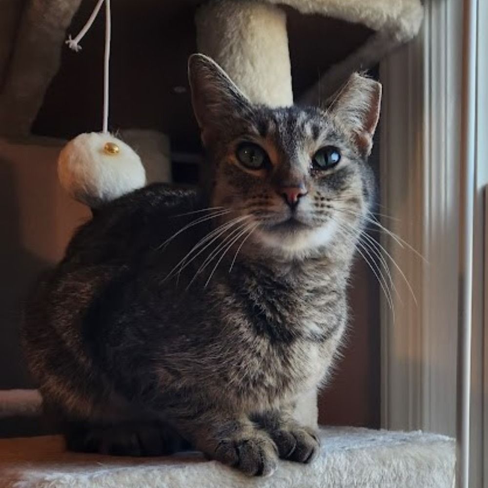 CrazyCatMarni