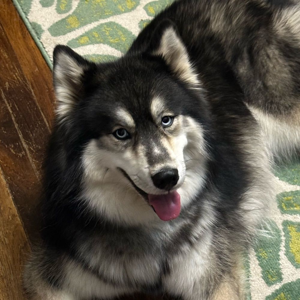 Dog without a gun