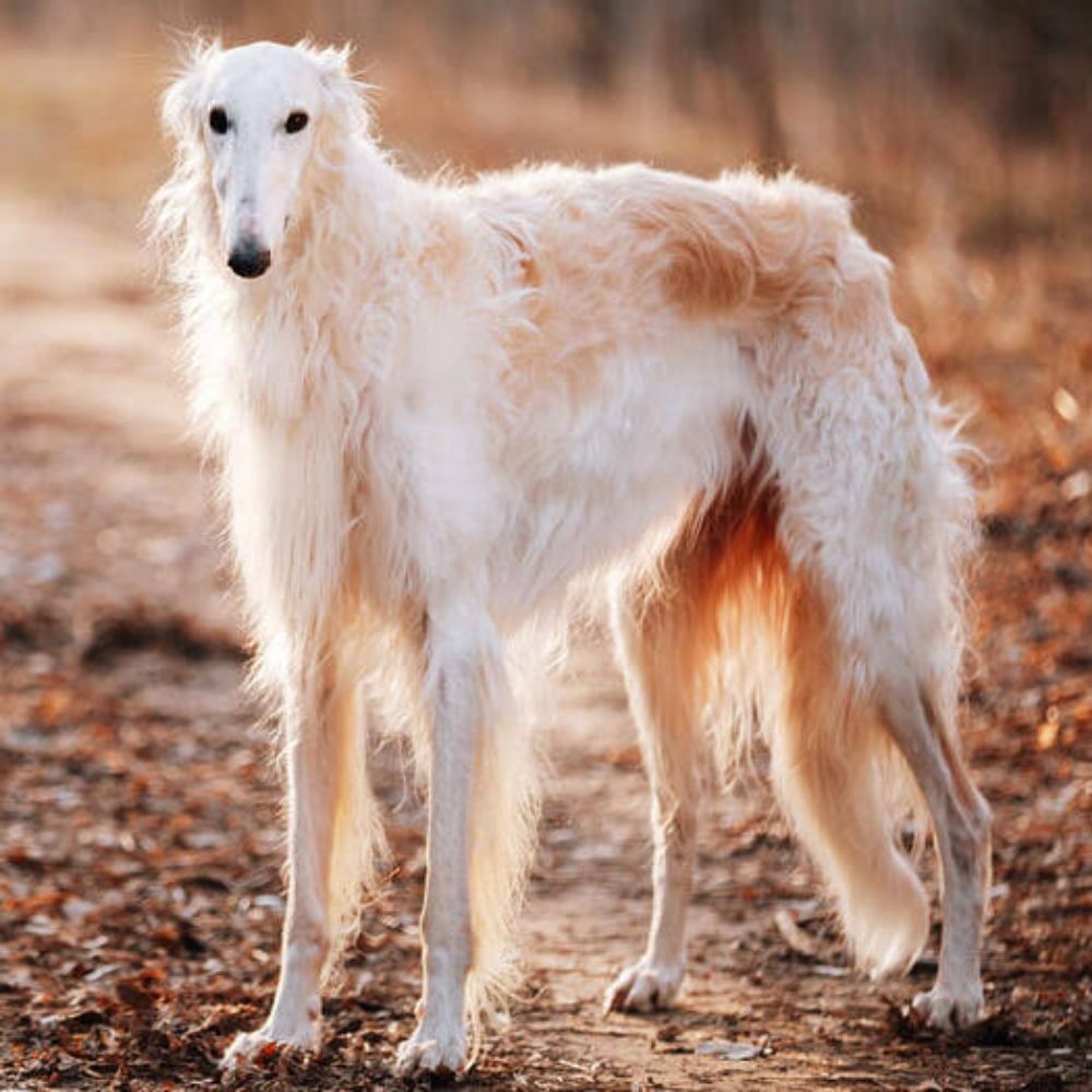 Borzoi fan