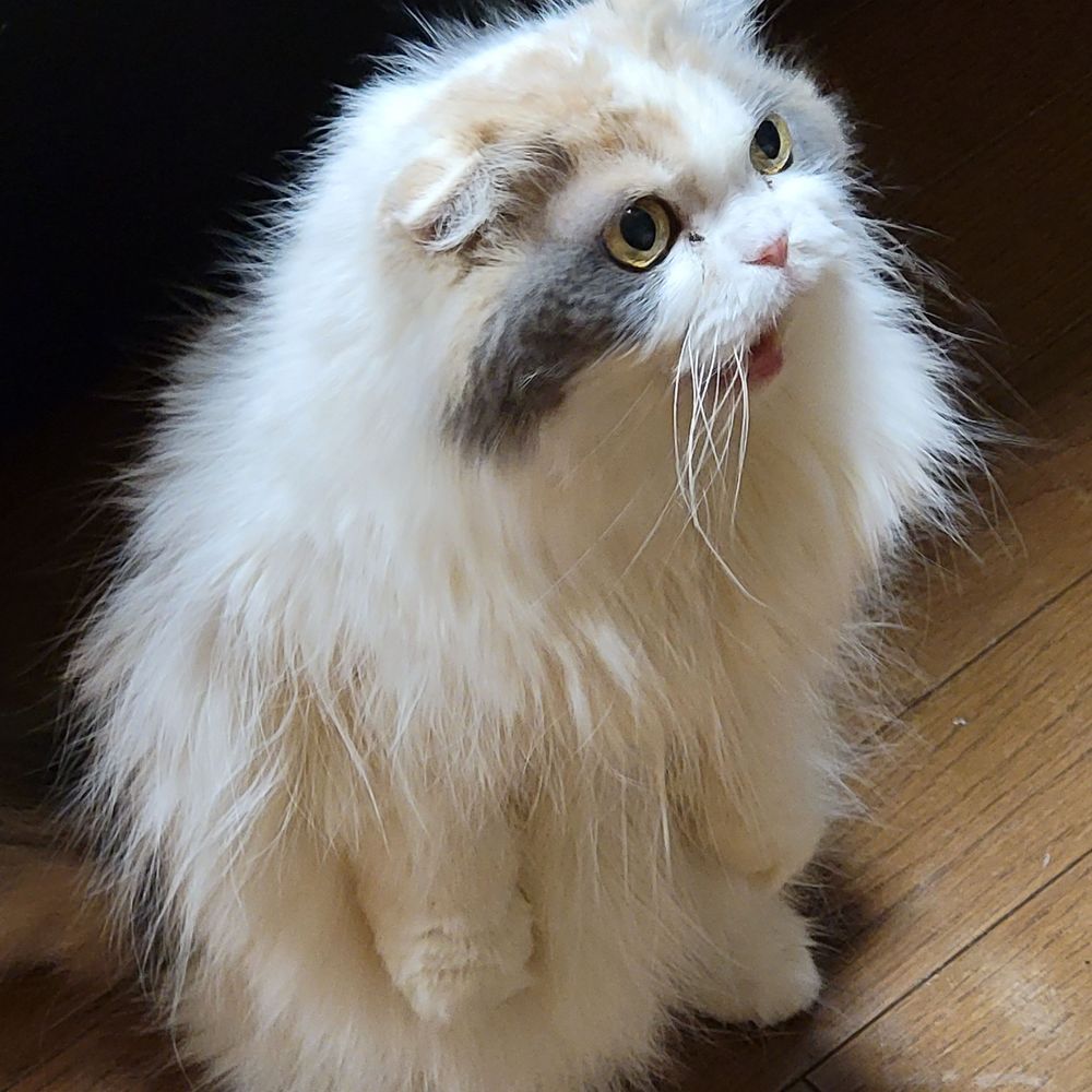 げつー
