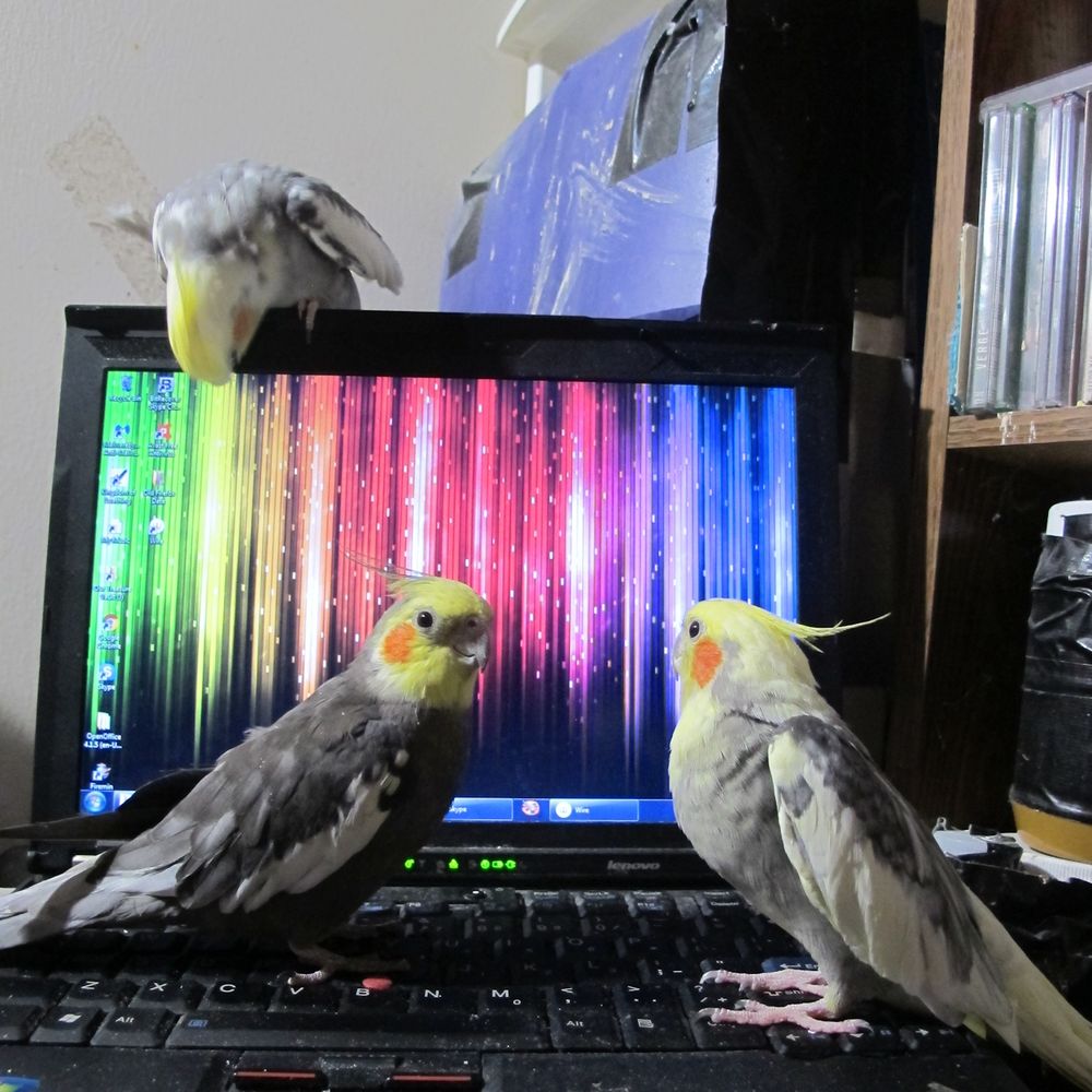 WeBirds!